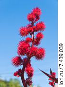 Плоды клещевины обыкновенной (Ricinus communis) Стоковое фото, фотограф Алёшина Оксана / Фотобанк Лори