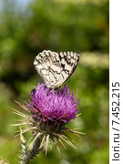 Пестроглазка галатея ( Melanargia galathea) Стоковое фото, фотограф Татьяна Ляпи / Фотобанк Лори