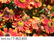 Пчела собирает нектар на цветке Гелениума (Helenium) Стоковое фото, фотограф Алёшина Оксана / Фотобанк Лори