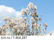 Бодяк полевой (Cirsium arvense) Стоковое фото, фотограф Алёшина Оксана / Фотобанк Лори