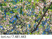 Цветущая войлочная вишня (лат. Prunus tomentosa, реже  Cerasus tomentosa). Москва, Аптекарский огород (филиал ботанического сада МГУ) Стоковое фото, фотограф Сергей Рыбин / Фотобанк Лори