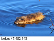Ондатра, или мускусная крыса (лат. Ondatra zibethicus) плавает в озере при вечернем свете. Стоковое фото, фотограф Григорий Писоцкий / Фотобанк Лори