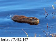 Ондатра, или мускусная крыса (лат. Ondatra zibethicus) плавает весной в озере на Ямале. Стоковое фото, фотограф Григорий Писоцкий / Фотобанк Лори