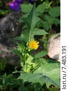 Осот полевой цветет (Sonchus arvensis). Малая ГРИП. Стоковое фото, фотограф Щеголева Ольга / Фотобанк Лори