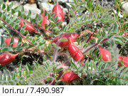 Астрагал пузырчатый, или Астрагал вздутый (лат. Astragalus physodes) Стоковое фото, фотограф Игорь Архипов / Фотобанк Лори