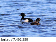 Хохлатая чернеть Aythya fuligula (Linnaeus, 1758). Селезень и утка на воде. Стоковое фото, фотограф Григорий Писоцкий / Фотобанк Лори