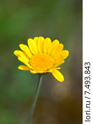 Пупавка красильная (лат. Anthemis tinctoria) Стоковое фото, фотограф Игорь Архипов / Фотобанк Лори