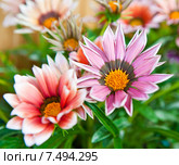 Гацания (Gazania) Стоковое фото, фотограф E. O. / Фотобанк Лори