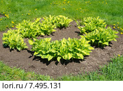 Хоста (лат. Hosta), или Функия (лат. Funkia) Стоковое фото, фотограф Елена Коромыслова / Фотобанк Лори