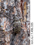 Долгоносик или слоник (лат. Curculionidae). Жук на коре кедра. Стоковое фото, фотограф Григорий Писоцкий / Фотобанк Лори