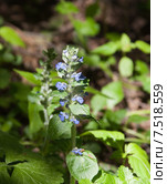 Живучка ползучая (Ajuga reptans) Стоковое фото, фотограф Алёшина Оксана / Фотобанк Лори
