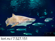 Тигровая акула (Carcharias taurus) под водой. Стоковое фото, фотограф Валерия Лузина / Фотобанк Лори