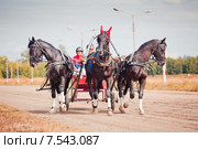 Тройка Рыбакова с коренником Локон (2014 год). Редакционное фото, фотограф Julia Shepeleva / Фотобанк Лори