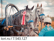 Тройка серых орловцев с коренником Лемур ("Акрон") (2014 год). Редакционное фото, фотограф Julia Shepeleva / Фотобанк Лори
