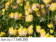 Язвенник обыкновенный (Anthyllis vulneraria) Стоковое фото, фотограф Ирина Яровая / Фотобанк Лори