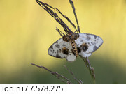 Бабочка пяденица вязовая пестрая. Butterfly. Стоковое фото, фотограф Игорь Семенов / Фотобанк Лори