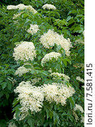 Бузина черная, цветение (Caprifoliaceae) Стоковое фото, фотограф Svet / Фотобанк Лори