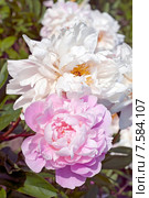 Розовые сортовые пионы (лат. Paeonia) Стоковое фото, фотограф Svet / Фотобанк Лори