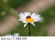 Божья коровка на ромашке. Стоковое фото, фотограф Яна Королёва / Фотобанк Лори