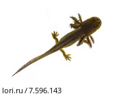 Аксолотль тигровой амбистомы (Ambystoma tigrinum).   Вид сверху. Стоковое фото, фотограф Ирина Кожемякина / Фотобанк Лори