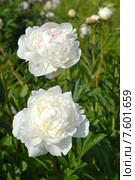 Белые цветы пиона  (лат. Paeonia) Стоковое фото, фотограф Svet / Фотобанк Лори