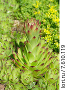 Молодило (лат. Sempervivum) зацветает. Стоковое фото, фотограф Елена Коромыслова / Фотобанк Лори
