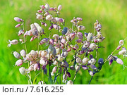 Смолёвка обыкновенная, или хлопушка (Silene vulgaris) Стоковое фото, фотограф Евгений Мухортов / Фотобанк Лори