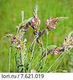 Эспарцет посевной  (Onobrychis viciifolia). Растения Сибири. Стоковое фото, фотограф Евгений Мухортов / Фотобанк Лори