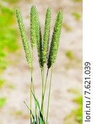 Тимофеевка луговая (Phleum pratense) Стоковое фото, фотограф Евгений Мухортов / Фотобанк Лори