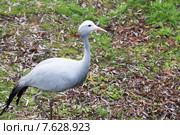Африканская красавка или райский журавль или журавль Стэнли (Anthropoides paradiseus) Стоковое фото, фотограф Светлана Зотеева / Фотобанк Лори