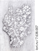 Зверобой. Графитовый карандаш. Стоковая иллюстрация, иллюстратор Olga Nikolaeva / Фотобанк Лори