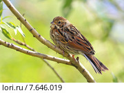 Овсянка-крошка Emberiza pusilla (Pallas, 1776). Молодая птица летом на Ямале. Стоковое фото, фотограф Григорий Писоцкий / Фотобанк Лори