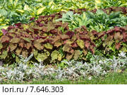 Клумба из гейхеры (лат. Heuchera) и хосты (лат. Hosta) Стоковое фото, фотограф Елена Коромыслова / Фотобанк Лори