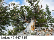 Сосна остистая межгорная (Pinus longaeva) - дерево долгожитель. Большой бассейн национальный парк, штат Невада, США (2015 год). Стоковое фото, фотограф Ирина Кожемякина / Фотобанк Лори