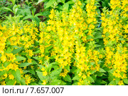 Лизимахия или Вербейник (Lysimachia) Стоковое фото, фотограф Алёшина Оксана / Фотобанк Лори