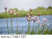 Сусак зонтичный (Butomus umbellatus L.) на фоне водной поверхности. Стоковое фото, фотограф Ирина Борсученко / Фотобанк Лори