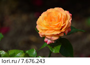 Роза чайно-гибридная Кен Симондс (лат. Ken Simmonds), Fryers Roses. Стоковое фото, фотограф lana1501 / Фотобанк Лори