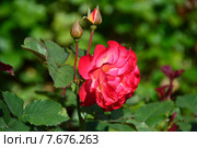 Роза кустарниковая Марсель ан Флёрс (лат. Marseille en Fleurs), Massad, Petales de Roses. Стоковое фото, фотограф lana1501 / Фотобанк Лори