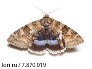 Ленточница голубая, Catocala fraxini, Blue underwing. Стоковое фото, фотограф Василий Вишневский / Фотобанк Лори
