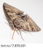 Ленточница голубая, Catocala fraxini, Blue underwing. Стоковое фото, фотограф Василий Вишневский / Фотобанк Лори