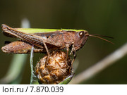 Конек луговой, Chorthippus dorsatus, Steppe Grasshopper. Стоковое фото, фотограф Василий Вишневский / Фотобанк Лори