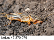 Медведка обыкновенная, Gryllotalpa gryllotalpa. Стоковое фото, фотограф Василий Вишневский / Фотобанк Лори