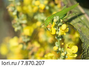 Пластинокрыл обыкновенный, Phaneroptera falcata. Стоковое фото, фотограф Василий Вишневский / Фотобанк Лори