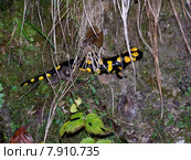 forest stream moist saurian salamander. Стоковое фото, фотограф Frank Rehermann / PantherMedia / Фотобанк Лори