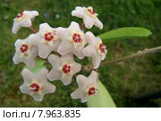 caucasian green plant european blank. Стоковое фото, фотограф Frank Rehermann / PantherMedia / Фотобанк Лори