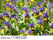 Марьянник дубравный, или Иван-да-марья (лат. Melampyrum nemorosum) Стоковое фото, фотограф Ольга Пашкова / Фотобанк Лори