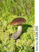 Подберёзовик обыкновенный (лат. Leccinum scabrum) растет во мху. Стоковое фото, фотограф Елена Коромыслова / Фотобанк Лори