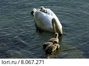 animal chick cygnus olor car. Стоковое фото, фотограф Günter Fischer / PantherMedia / Фотобанк Лори