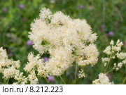Василистник жёлтый (лат. Thalictrum flavum) Стоковое фото, фотограф Ольга Пашкова / Фотобанк Лори
