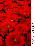 background red summer colour plant. Стоковое фото, фотограф Daniel Schoenen / Smarterpix / Фотобанк Лори